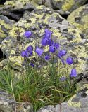 Campanula rotundifolia. Цветущие растения. Башкирия, Белорецкий р-н, гора Большой Иремель, ≈ 1500 м н.у.м., курумник. 30.07.2019.