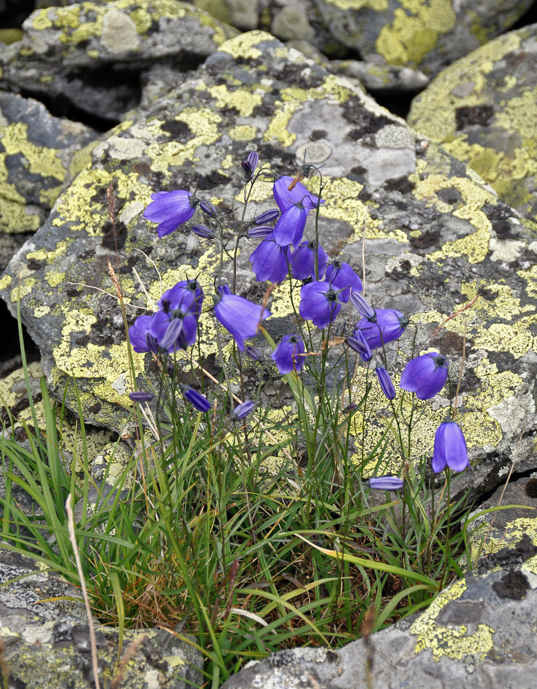 Image of Campanula rotundifolia specimen.