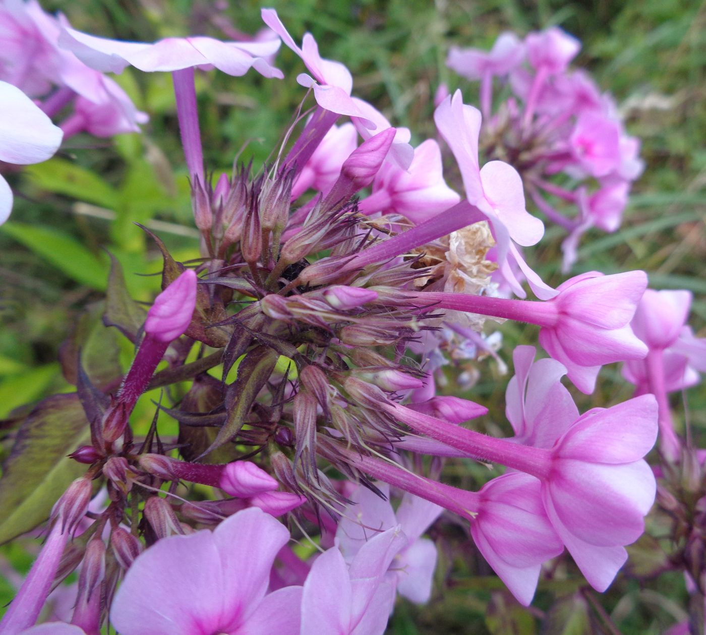 Image of Phlox paniculata specimen.