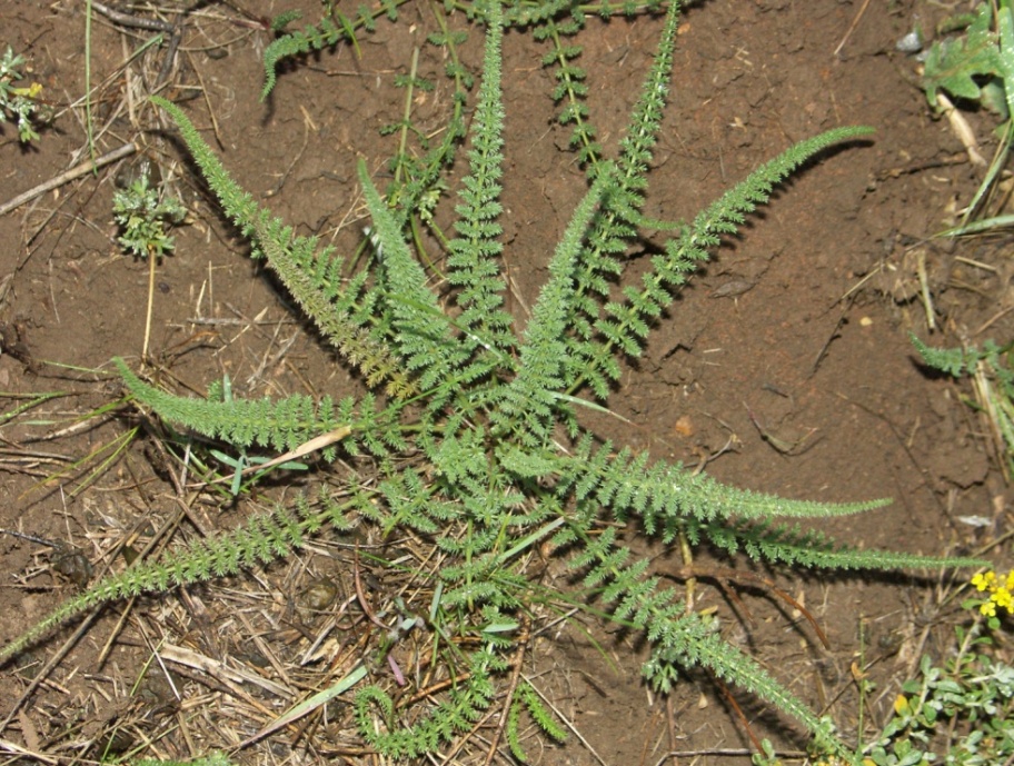 Image of Palimbia defoliata specimen.