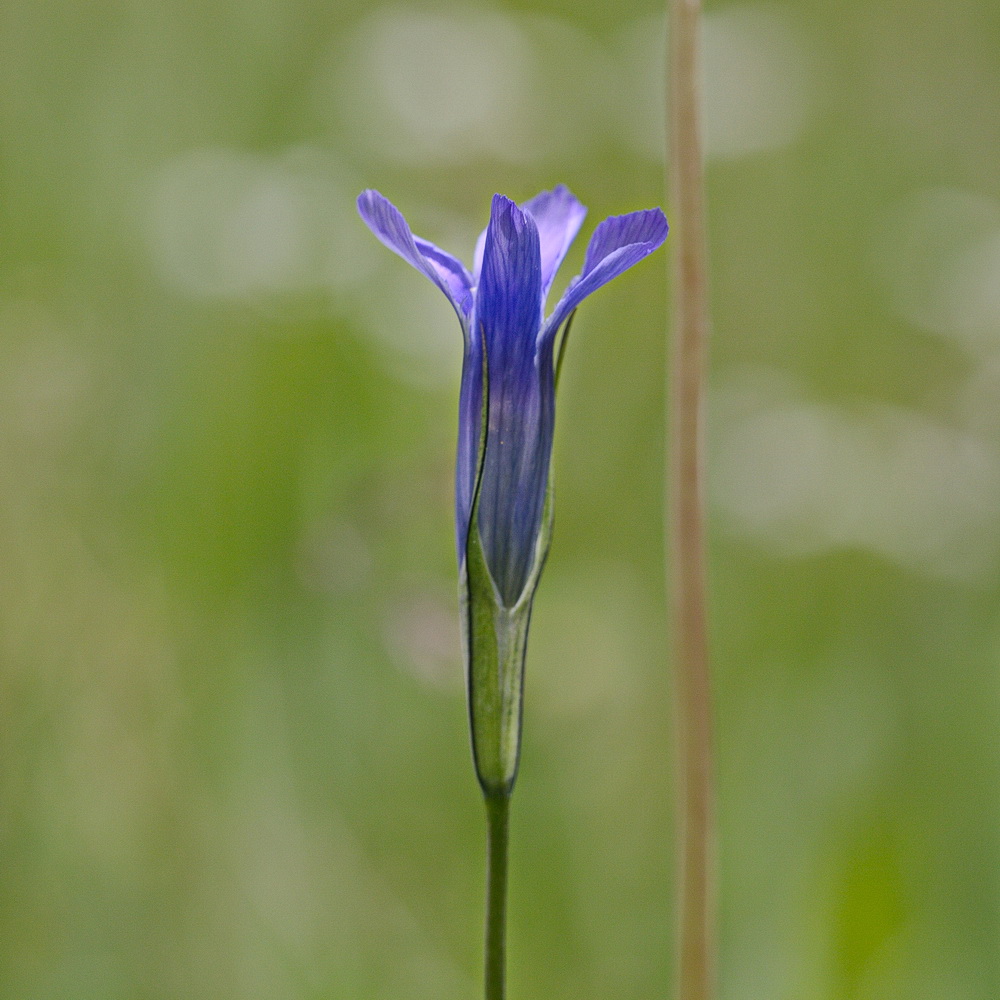 Изображение особи Gentianopsis barbata.