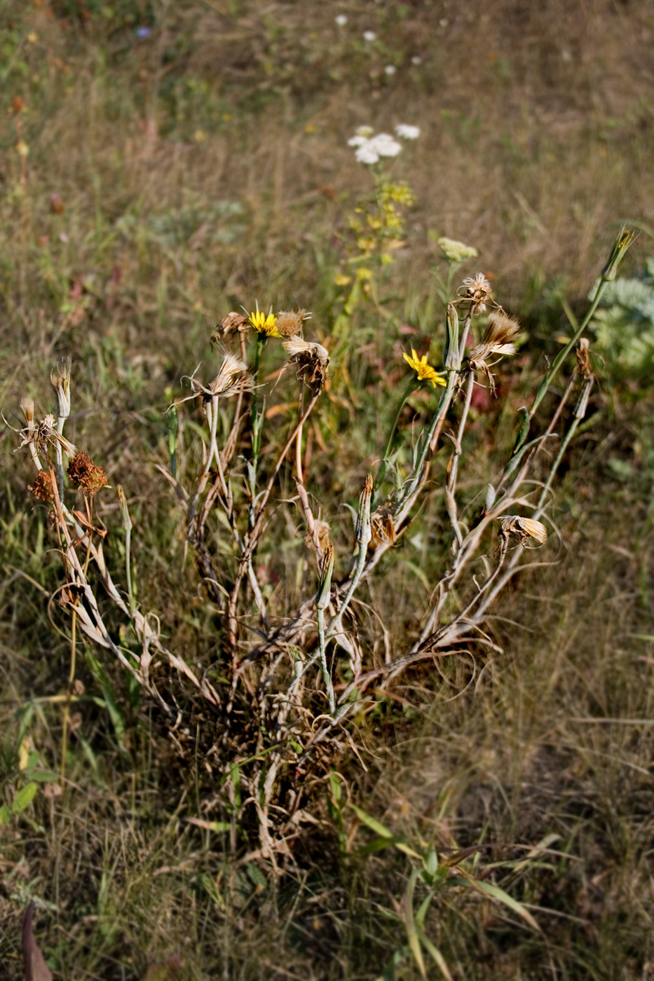 Изображение особи род Tragopogon.