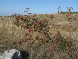 Rosa turcica. Плодоносящее растение. Крым, Севастополь, окр. Сарандинакиной балки, степь. 03.10.2019.