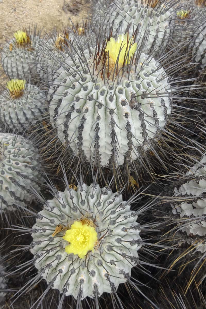 Изображение особи Copiapoa cinerea.