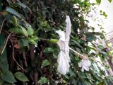 Hibiscus rosa-sinensis