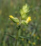 Rhinanthus vernalis. Верхушка цветущего растения. Пермский край, г. Пермь, Кировский р-н, разнотравный суходольный луг. 02.06.2019.