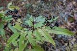 Sambucus ebulus