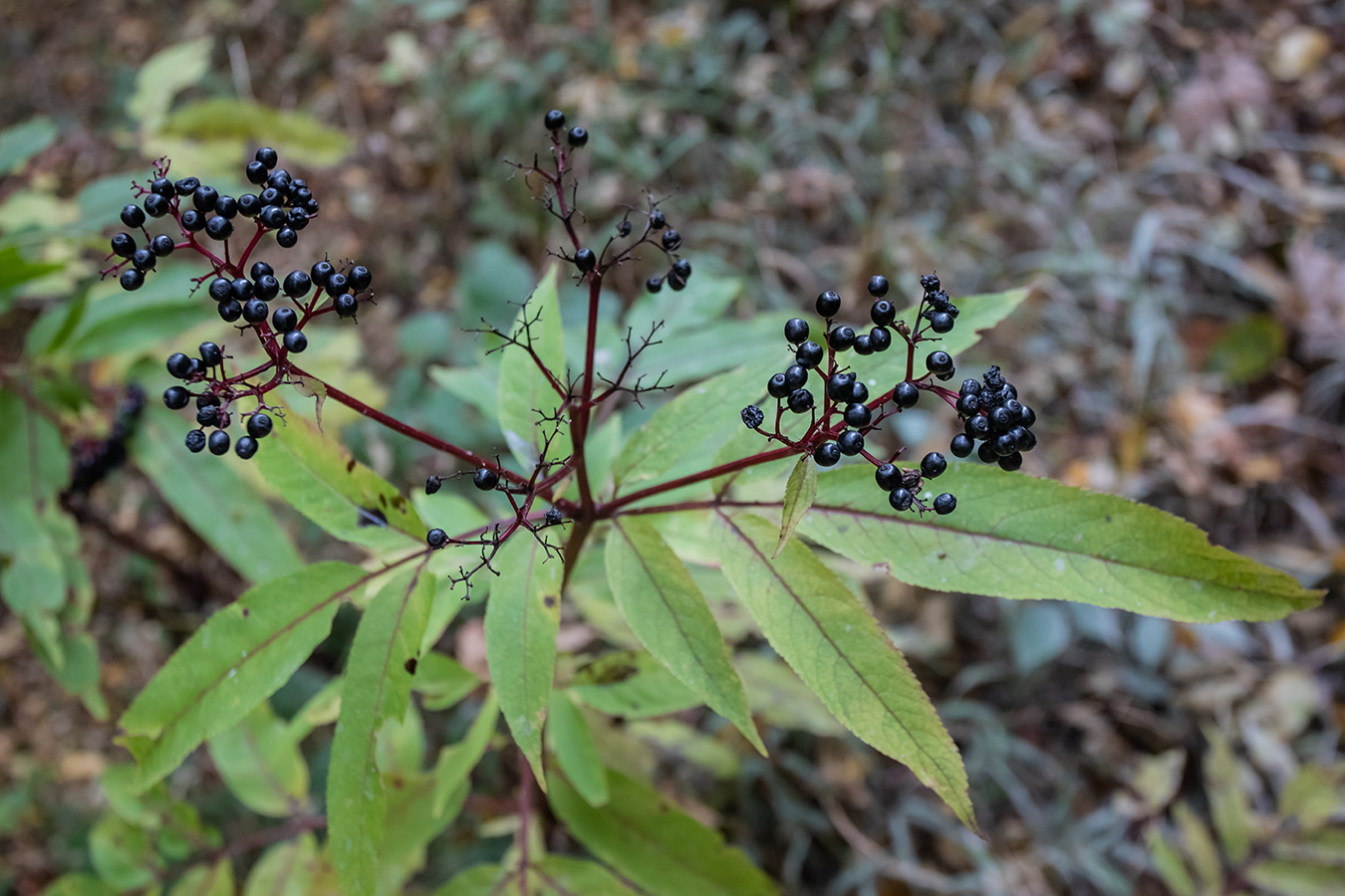 Изображение особи Sambucus ebulus.