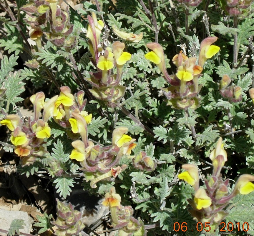 Image of Scutellaria darriensis specimen.