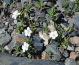 Cerastium lithospermifolium. Цветущие растения (выс. ок. 5 см). Алтай, Северо-Чуйский хр., окр. ледника Большой Актру, ≈ 2800 м н.у.м., каменистый склон. 21.07.2010.