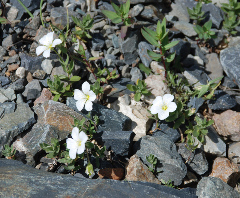 Изображение особи Cerastium lithospermifolium.