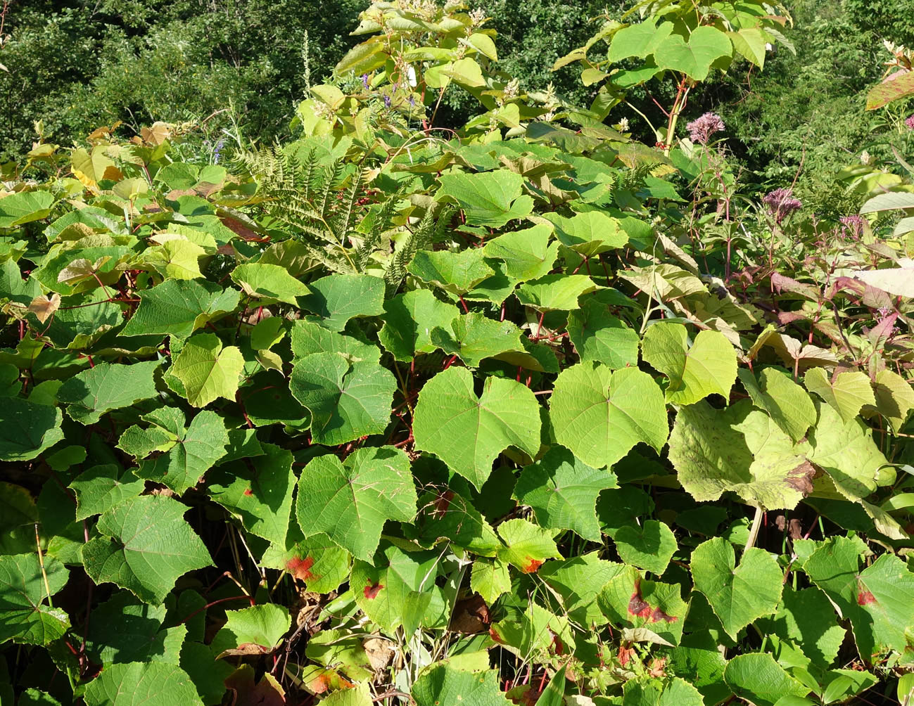 Image of Vitis coignetiae specimen.