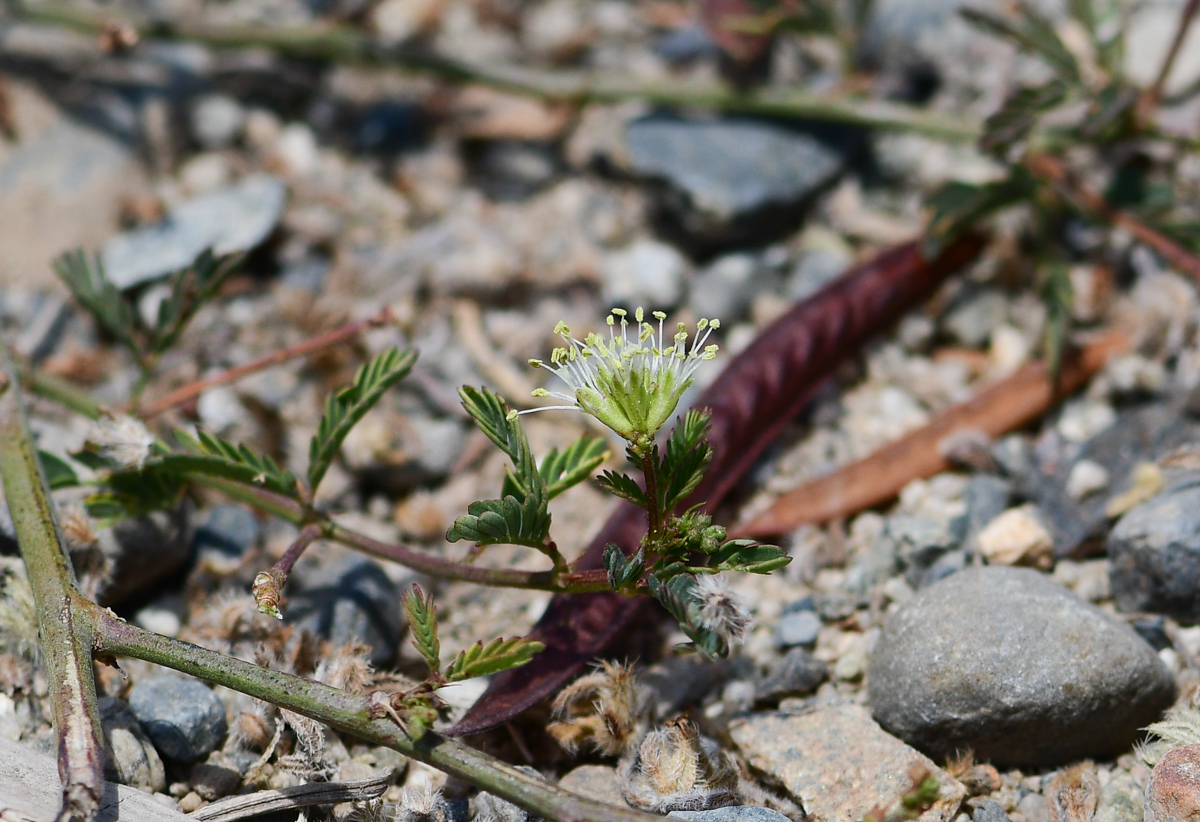 Изображение особи Desmanthus virgatus.