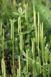 Lycopodium clavatum