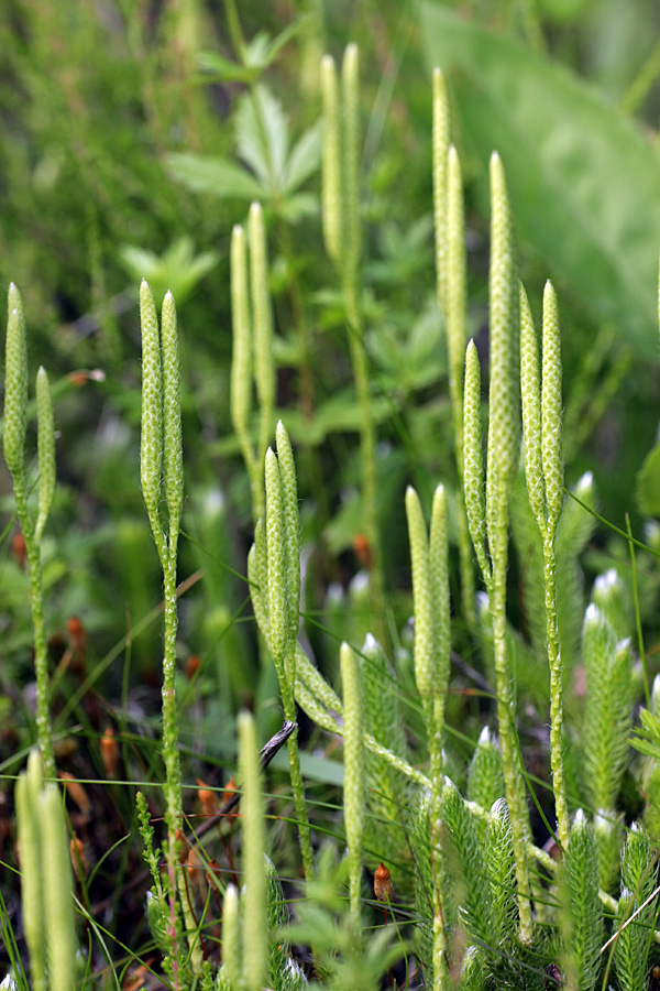 Image of Lycopodium clavatum specimen.