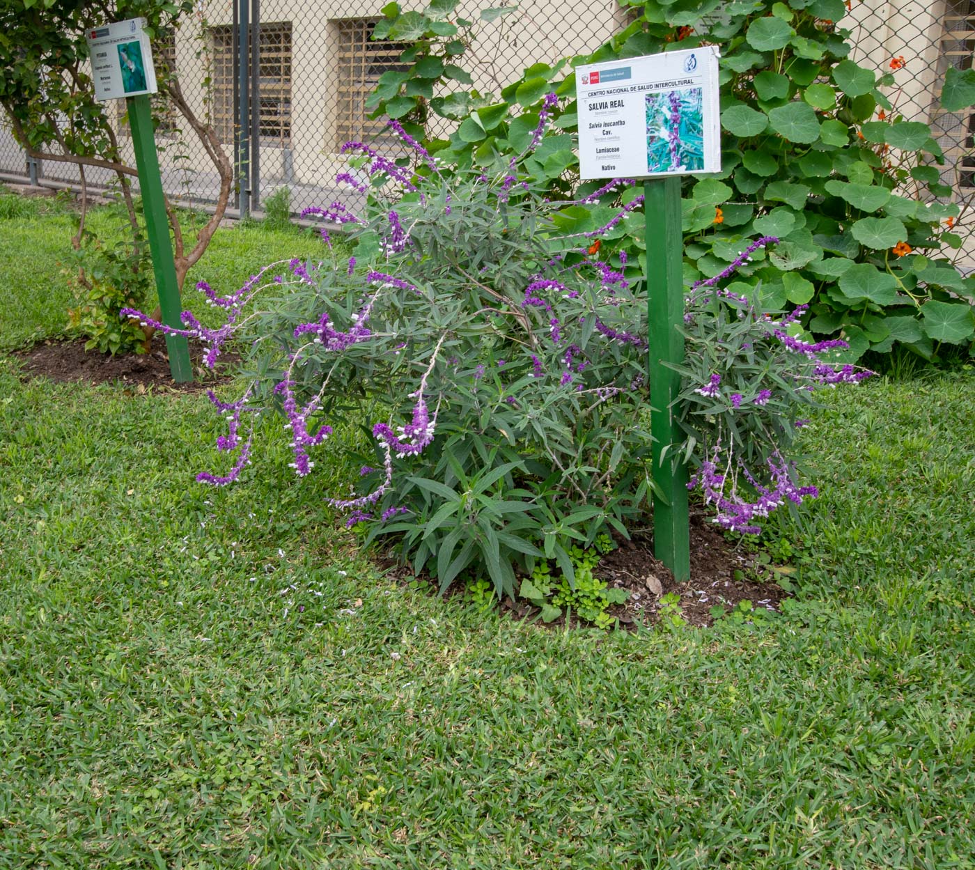 Image of Salvia leucantha specimen.