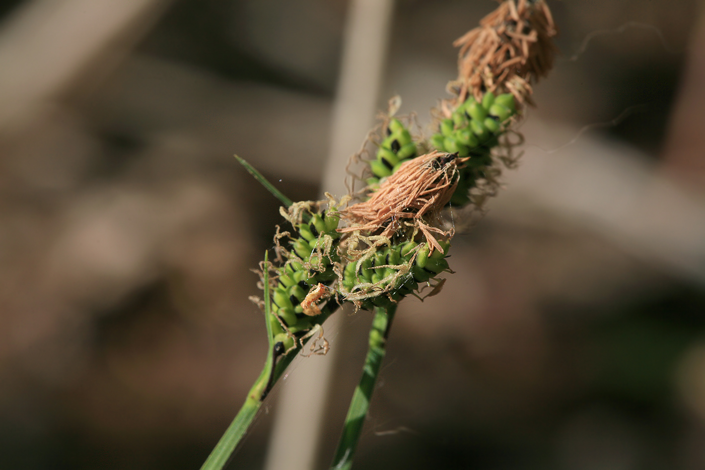 Изображение особи Carex nigra.