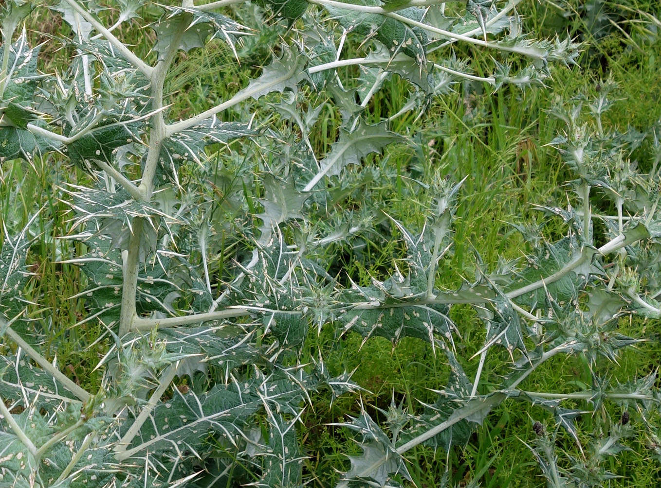 Изображение особи Cousinia polycephala.