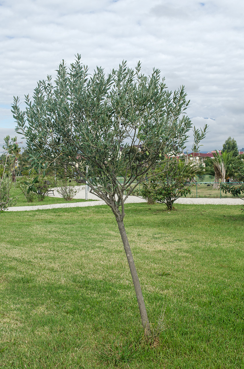 Image of Olea europaea specimen.