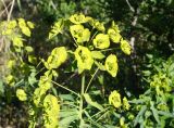 Euphorbia glomerulans
