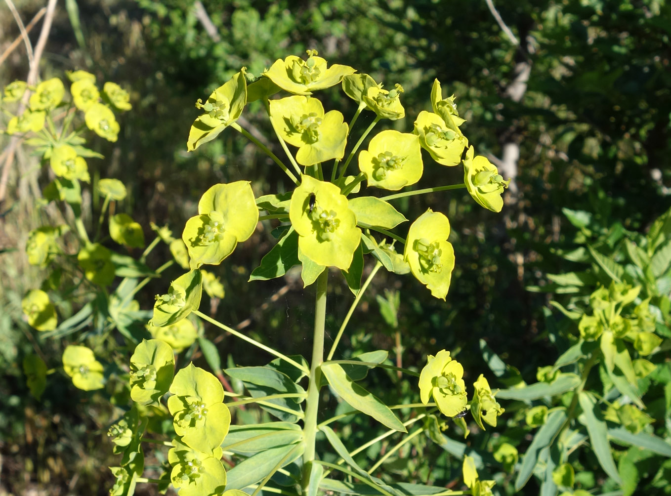 Изображение особи Euphorbia glomerulans.
