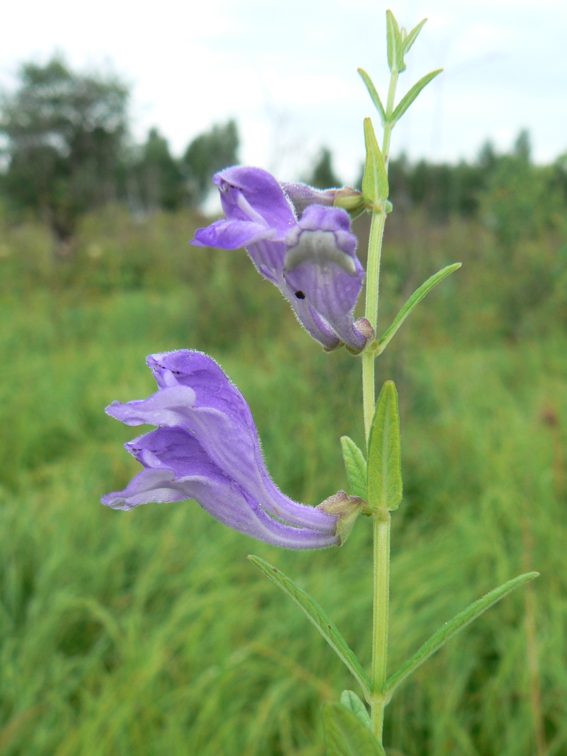 Изображение особи Scutellaria ikonnikovii.