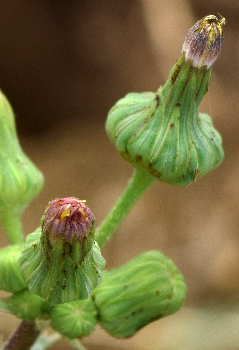 Image of Sonchus oleraceus specimen.