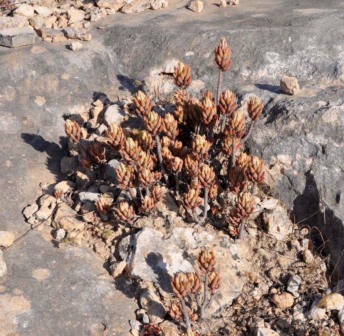 Image of Sedum sediforme specimen.