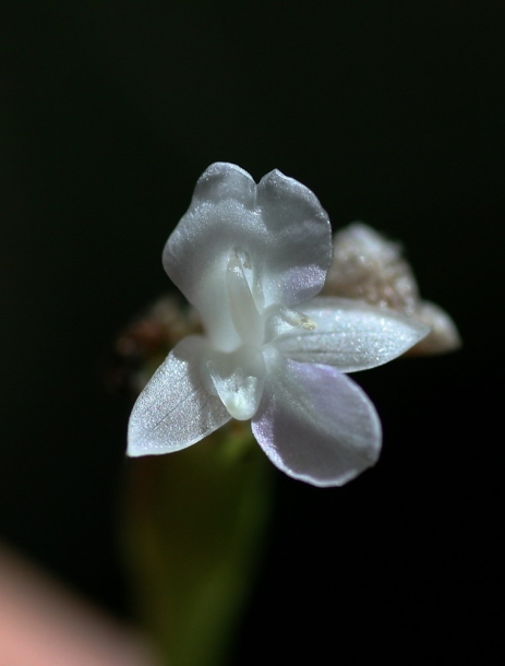 Image of Calathea micans specimen.