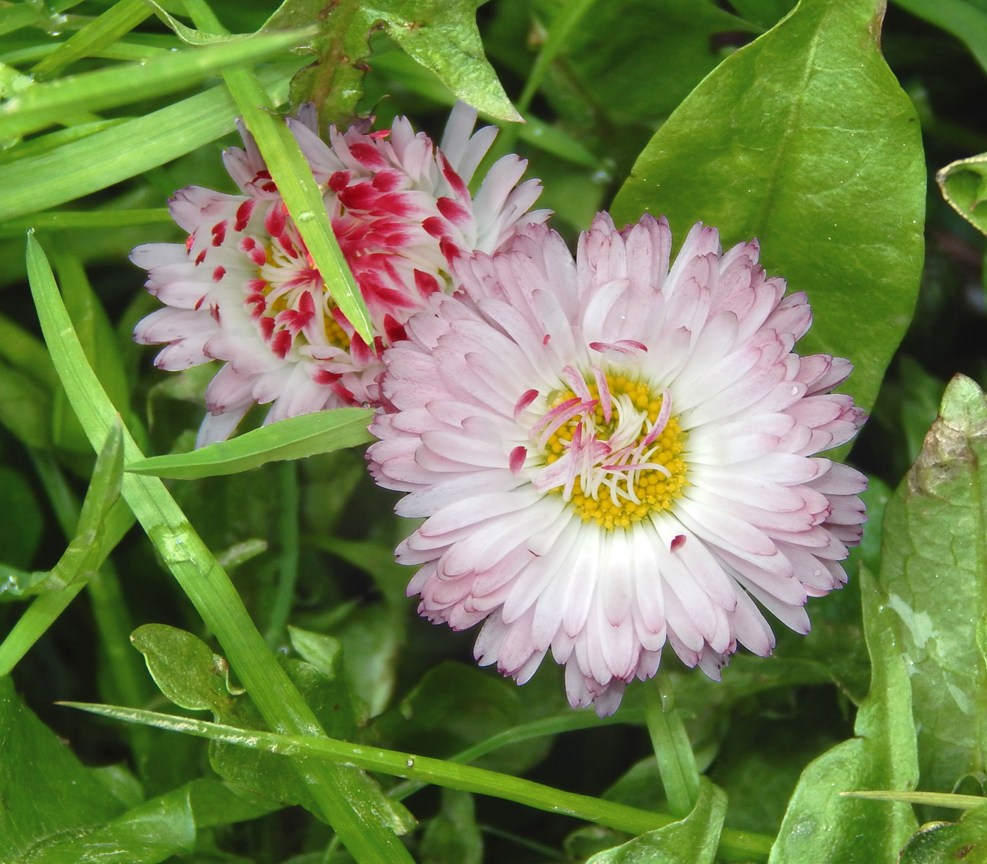 Image of Bellis perennis specimen.