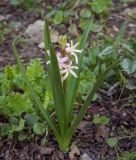 Hyacinthus orientalis