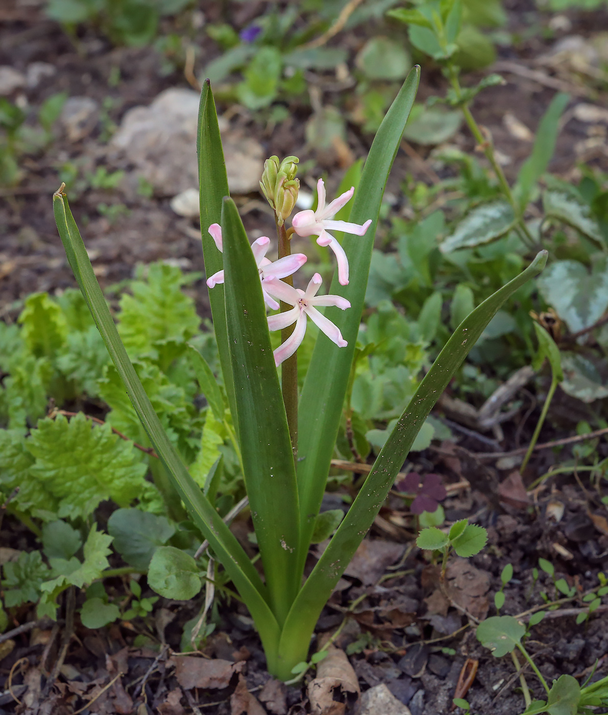 Image of Hyacinthus orientalis specimen.