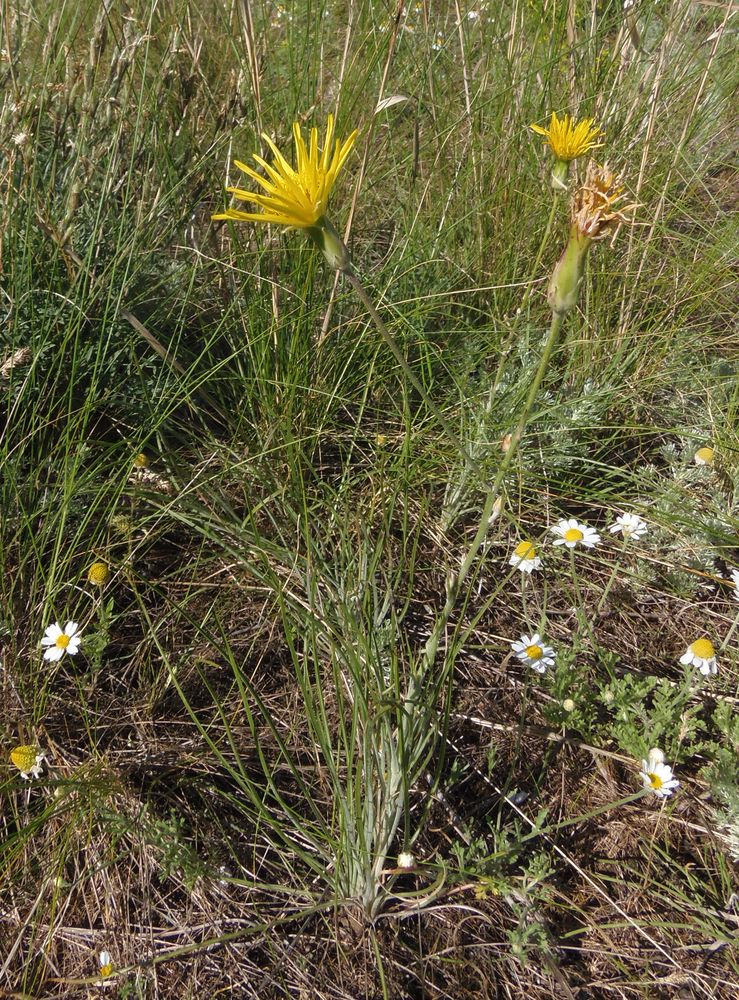 Изображение особи Scorzonera stricta.