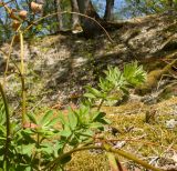 Dorycnium graecum. Части веточек с листьями. Краснодарский край, Крымский р-н, окр. станицы Гладковская, грязевой вулкан Гладковские сопки, дубовый лес, поросшая мхом каменистая поляна. 25.04.2020.