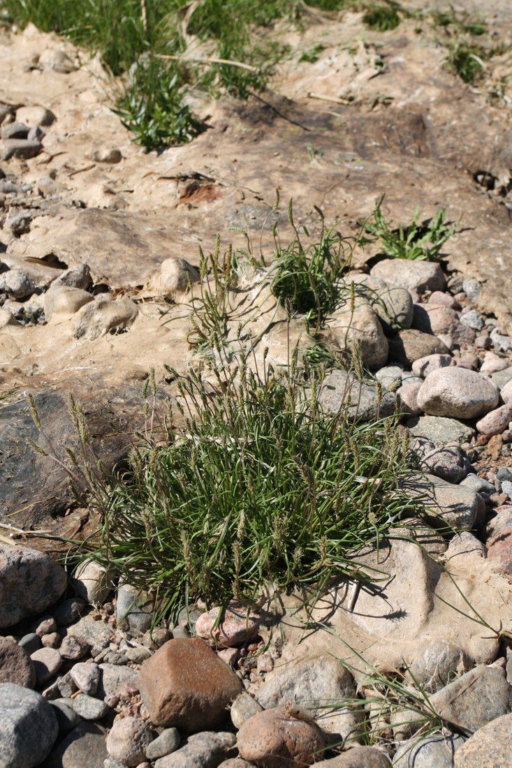 Image of Plantago maritima specimen.