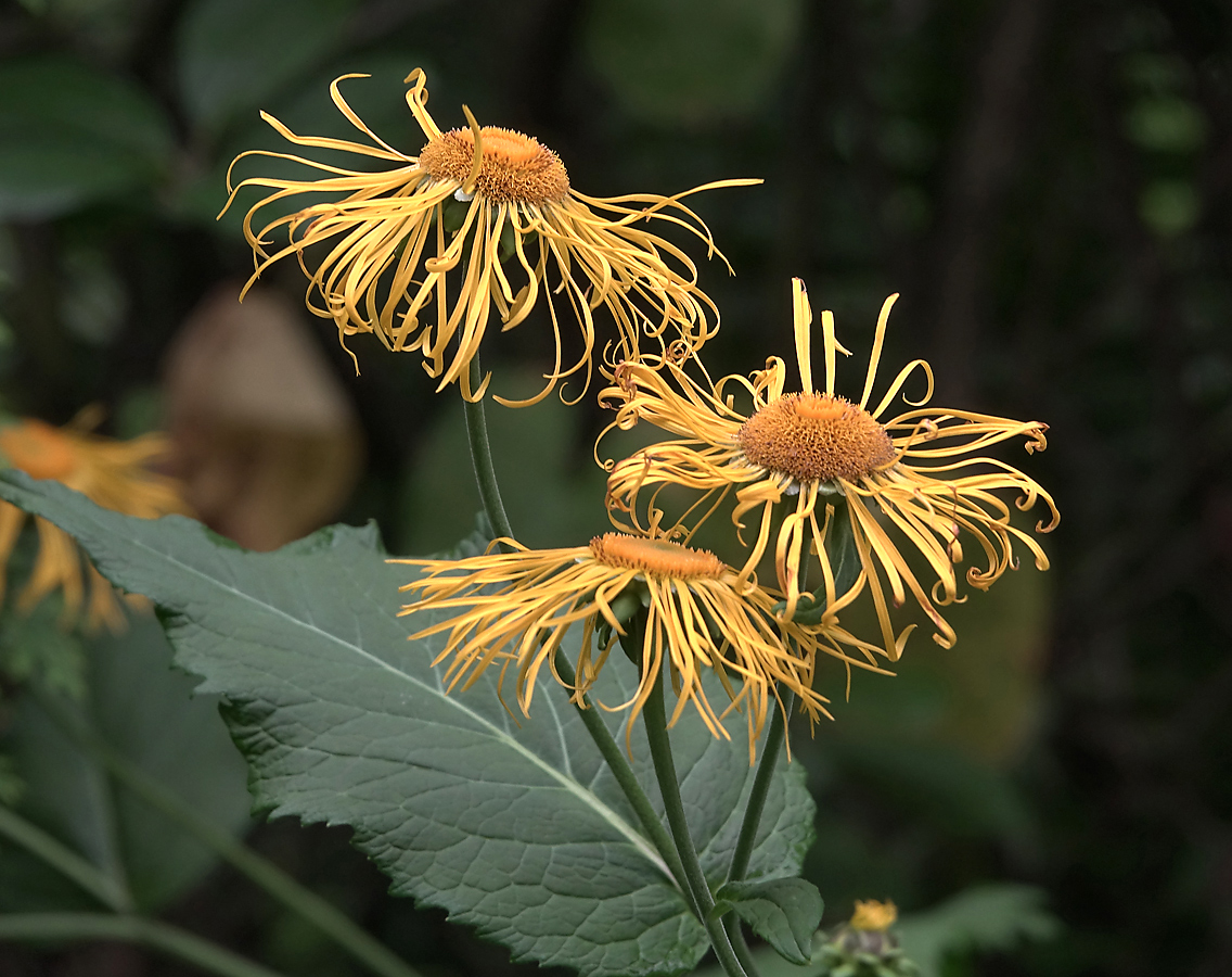 Изображение особи Telekia speciosa.