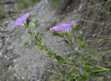 Linum viscosum