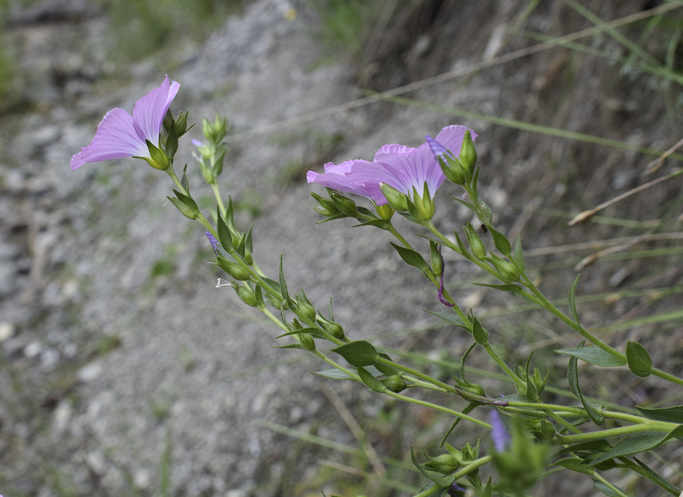 Image of Linum viscosum specimen.