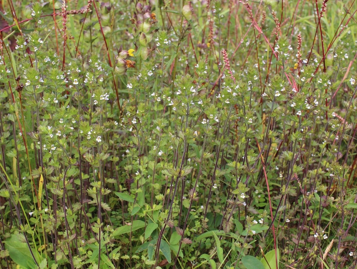 Изображение особи Euphrasia stricta.