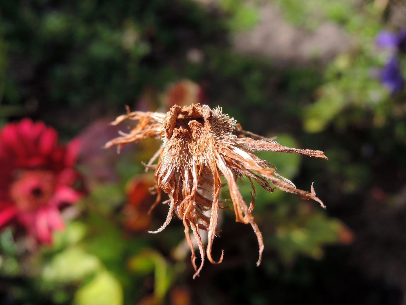 Image of Gerbera jamesonii specimen.