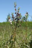 Salix rosmarinifolia. Верхняя часть плодоносящего растения. Ленинградская обл., Гатчинский р-н, окр. пос. Пудость, cтарый травертиновый карьер, сырой луг. 13.06.2020.
