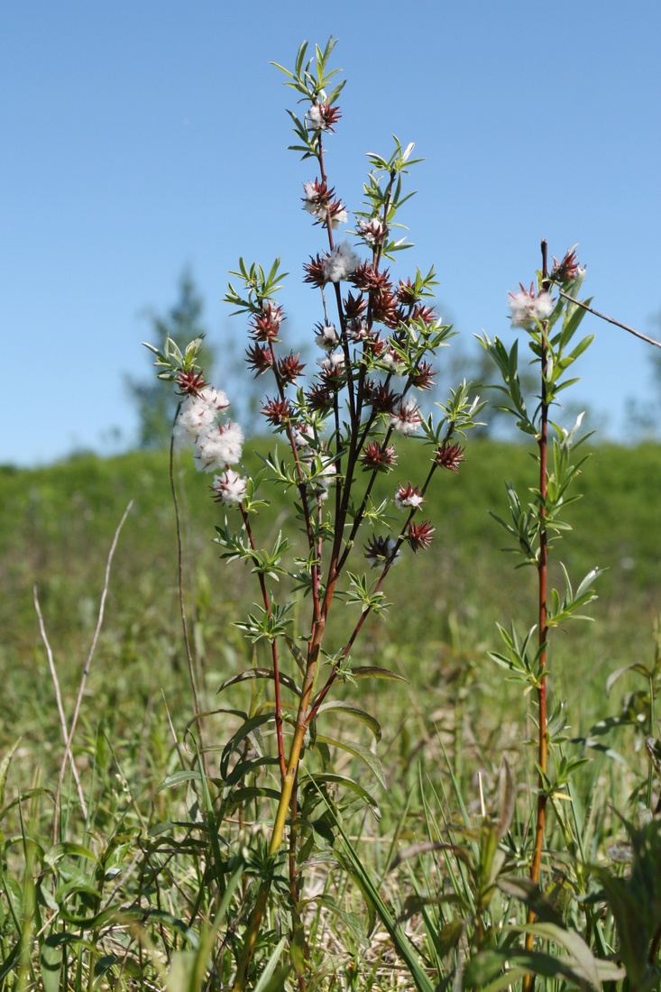 Image of Salix rosmarinifolia specimen.