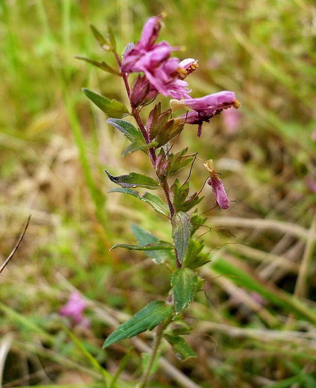 Изображение особи Odontites vulgaris.