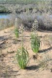 Eremurus anisopterus. Цветущие растения. Казахстан, Алматинская обл, Балхашский р-н, закреплённые пески. 5 мая 2018 г.