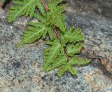 Cheilanthes dinteri. Верхушка вайи (вид с абаксиальной стороны). Намибия, регион Khoma, ок. 40 км западнее г. Виндхук, \"Eagle Rock Guest Farm\"; плато Khomas, ок. 1900 м н. у. м., саванновое редколесье. 25.02.2020.