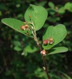 Cotoneaster melanocarpus. Верхушка цветущего побега. Магаданская обл., г. Магадан, мкр-н Снежная Долина, бывшая ЛОС (Лесная опытная станция). 25.06.2020.