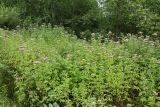 Eupatorium cannabinum