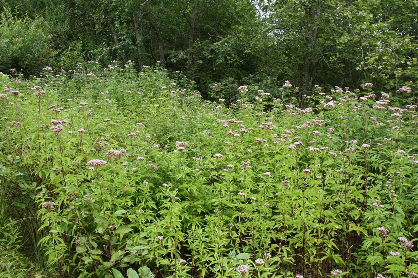 Image of Eupatorium cannabinum specimen.