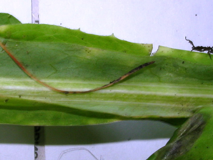 Image of Saussurea stolbensis specimen.