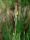 Carex cespitosa